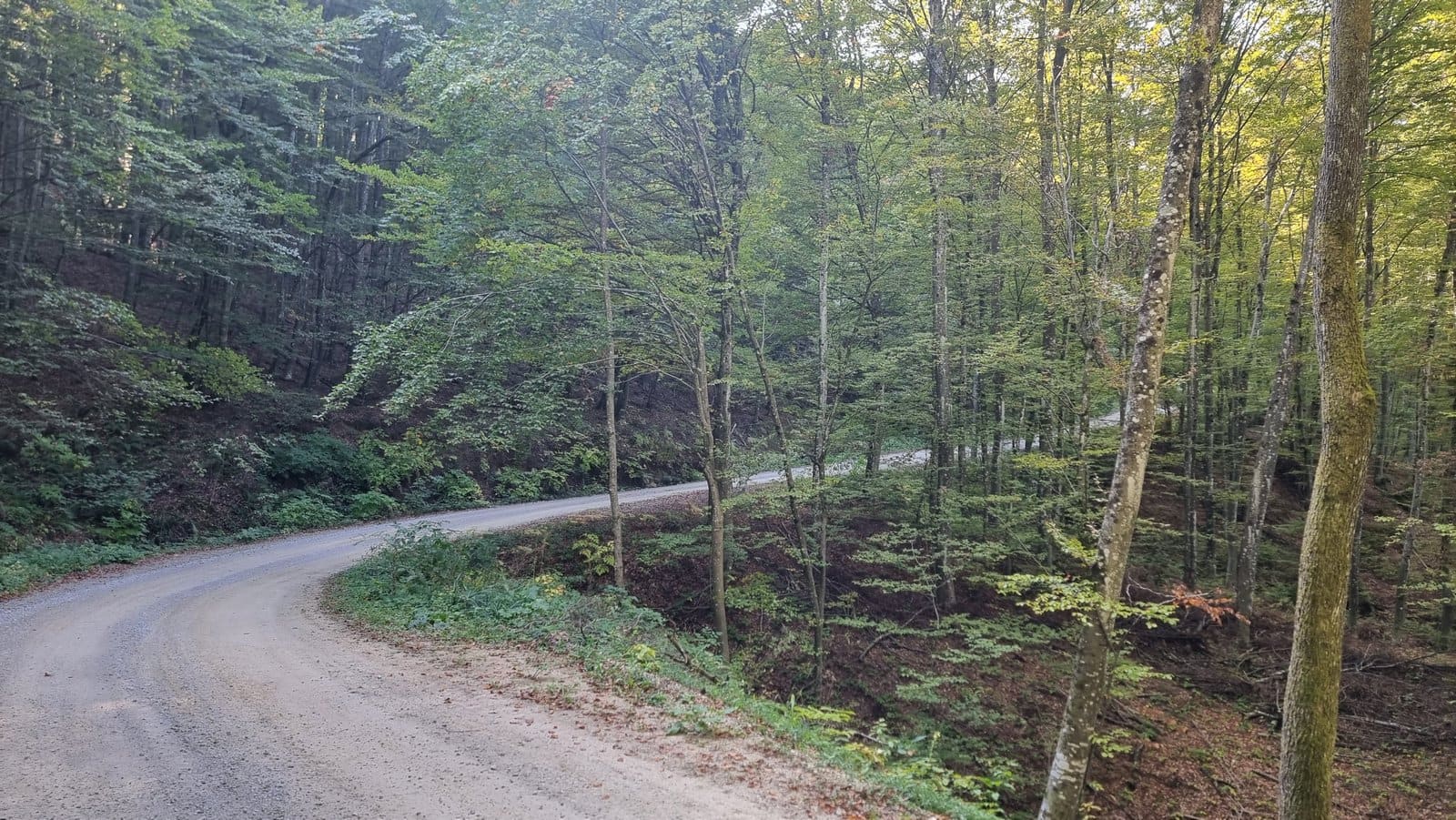 Od Jelvika do Glavice: Jesenska šetnja kroz šumu